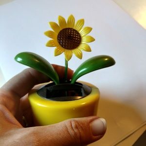 Dancing sunflower🌻